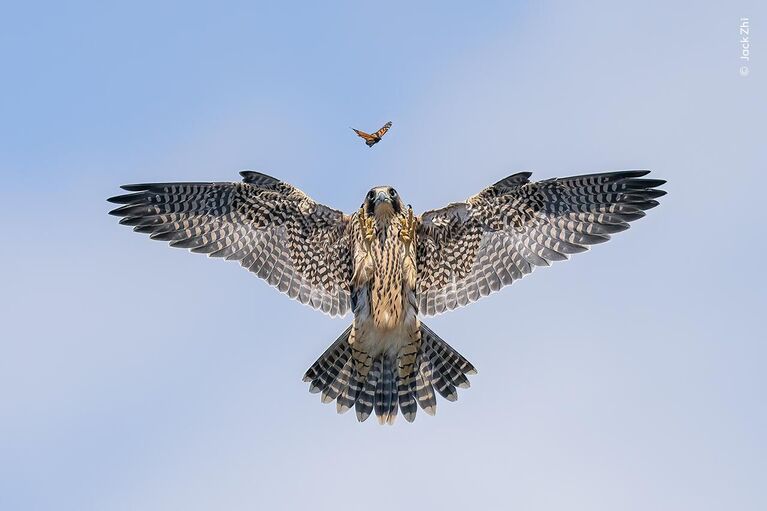 Снимок Practice Makes Perfect фотографа из США Jack Zhi, победивший в категории Behaviour: Birds конкурса Wildlife Photographer of the Year Снимок Practice Makes Perfect фотографа из США Jack Zhi, победивший в категории Behaviour: Birds конкурса Wildlife Photographer of the Year