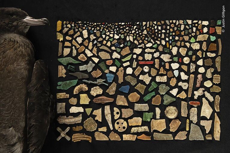 Снимок A Diet of Deadly Plastic фотографа из Австралии Justin Gilligan, победивший в категории Oceans: The Bigger Picture конкурса Wildlife Photographer of the Year Снимок A Diet of Deadly Plastic фотографа из Австралии Justin Gilligan, победивший в категории Oceans: The Bigger Picture конкурса Wildlife Photographer of the Year